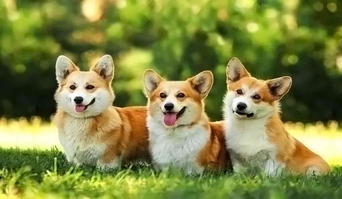 云呼网页版免费试用