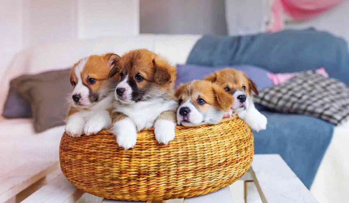 短信电话免费轰炸网站