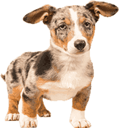 免费网络电话在线使用