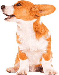 神奇的短信在线云呼轰炸